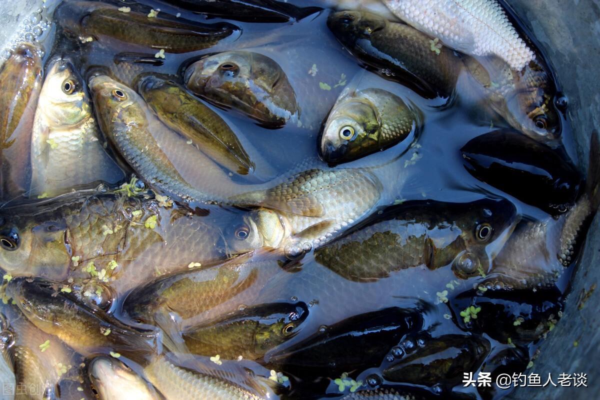 鲫鱼的品种及图片介绍图片