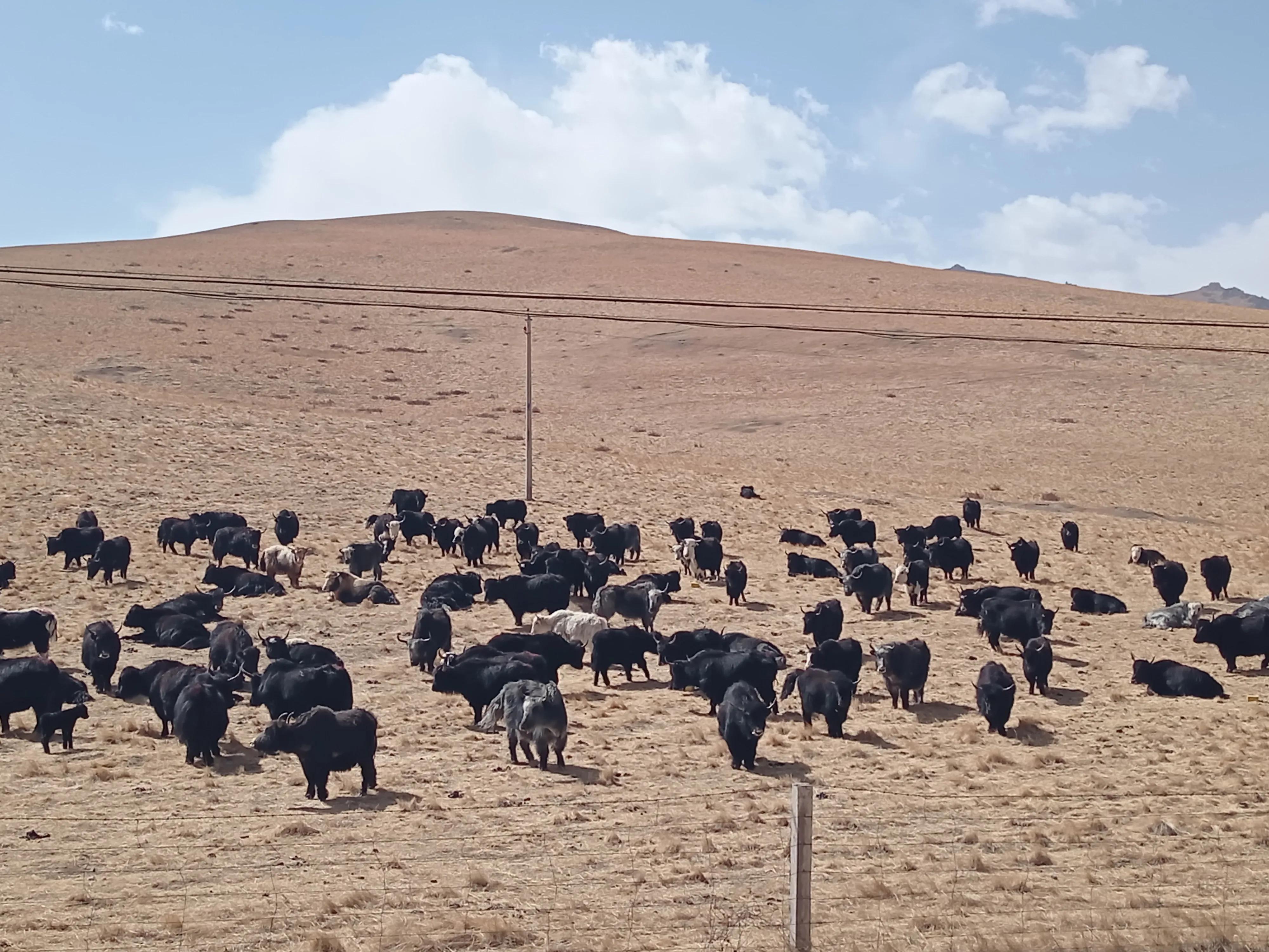九龙牦牛的主产区在四川省甘孜州的九龙县和康定南部以及周边地区