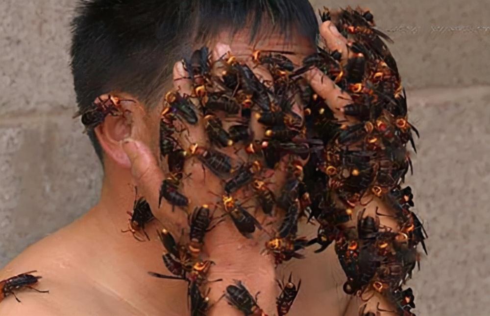 最毒的蜜蜂是什么蜂(盘点世界五大毒蜂排行) 