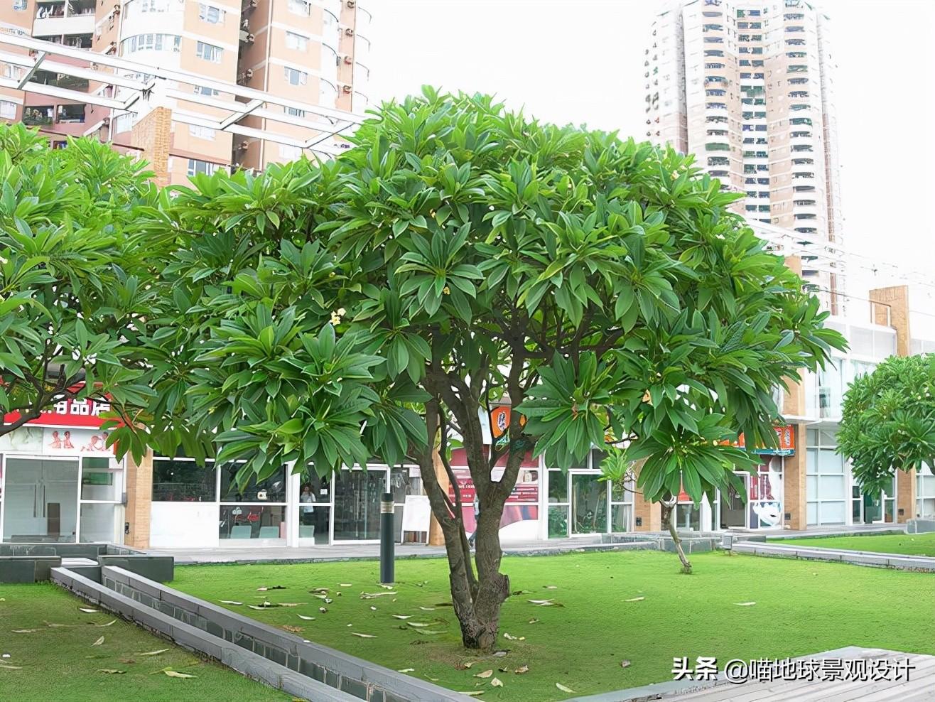 小乔木有哪些树种(适合庭院种植的小乔木的品种简介)