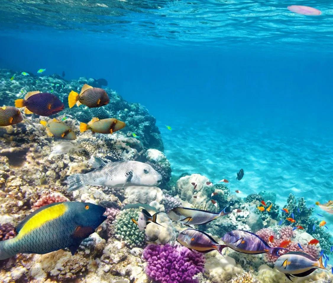 一块珊瑚是成千上万个珊瑚虫的群体,活的珊瑚,在海水中五光十色,颜色