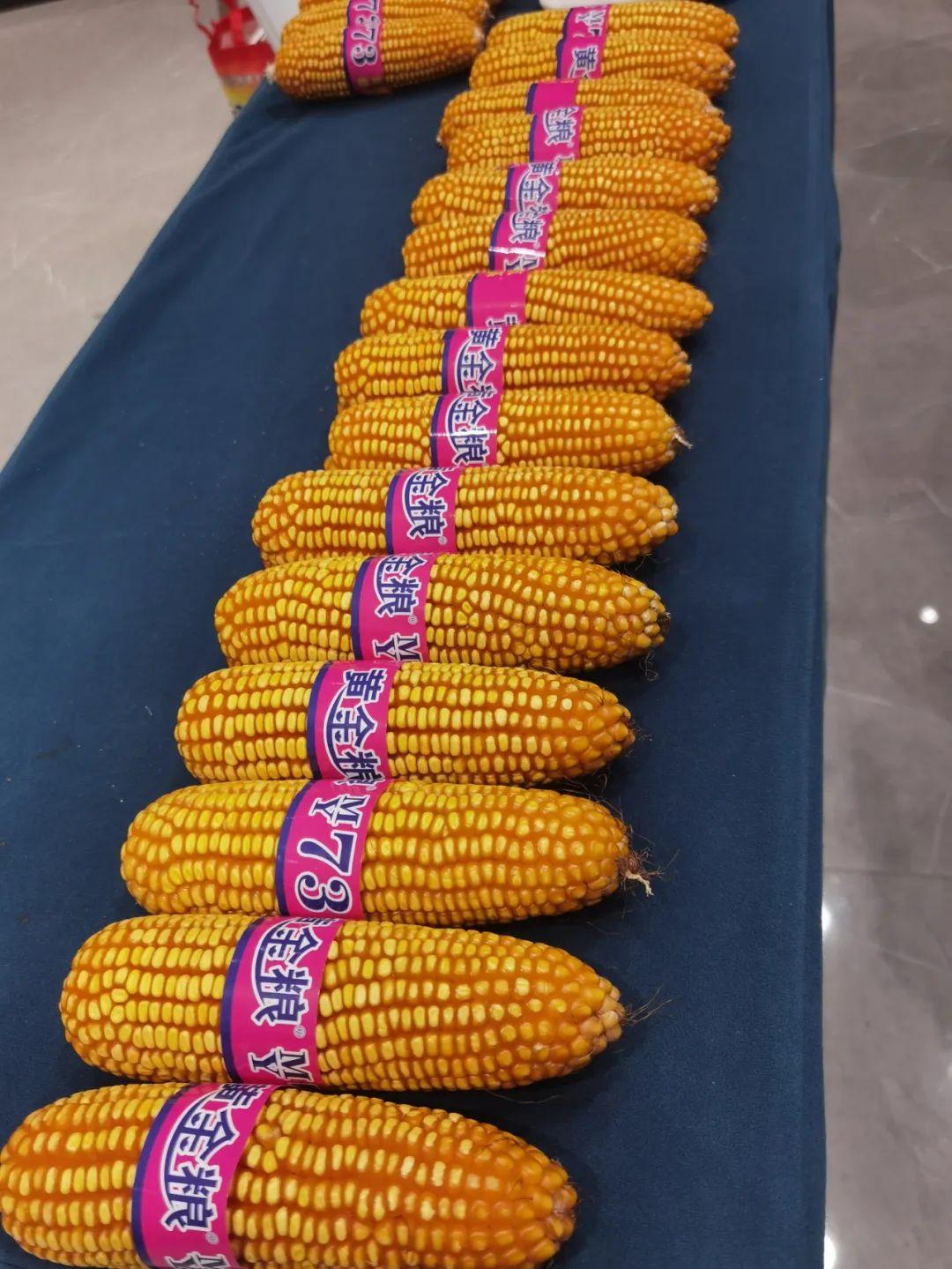 黄淮海最好的玉米品种(黄金粮my73特征特性及产量表心啊)