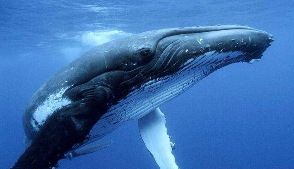 鲸鱼怎么呼吸的(鲸鱼在水中用什么呼吸水里的氧气 )