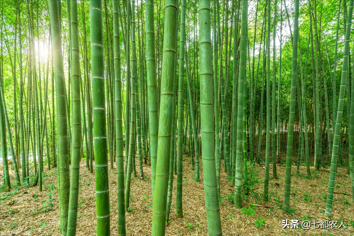 四川最常见的竹子图片