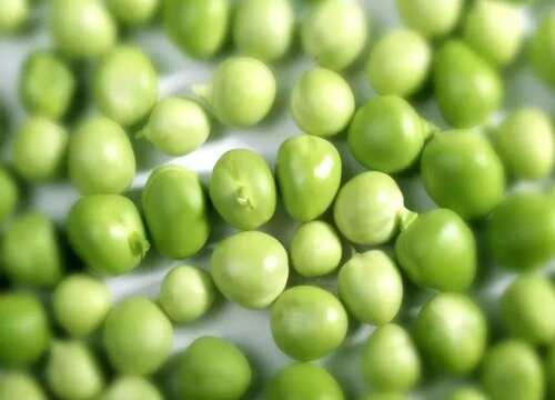 黄豆的含水量和颜色不同,其中青豆的颜色是绿色的,它是豆科植物大豆的