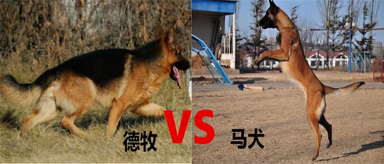 小知识:马犬和德牧哪个好更厉害(德国牧羊犬和马犬有什么区别)