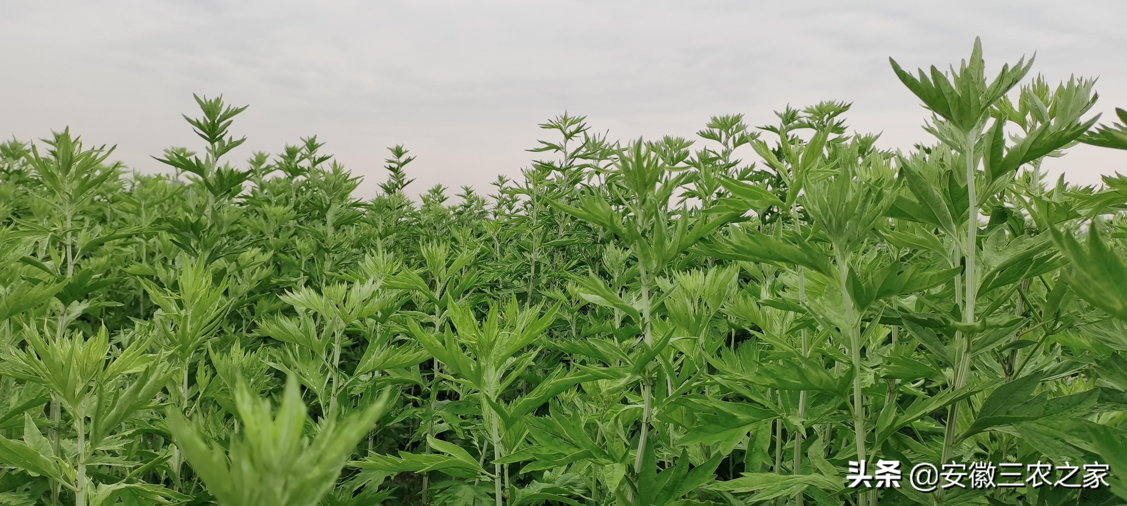 小知识:艾草种植利润怎么样(种植一亩地艾草怎么才能效益最大化)