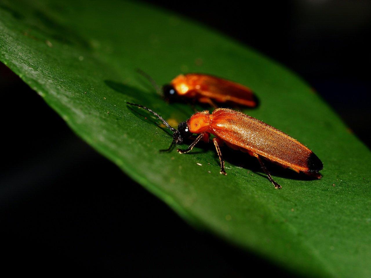 小知识萤火虫发光原理萤火虫的闪光有什么特殊含义