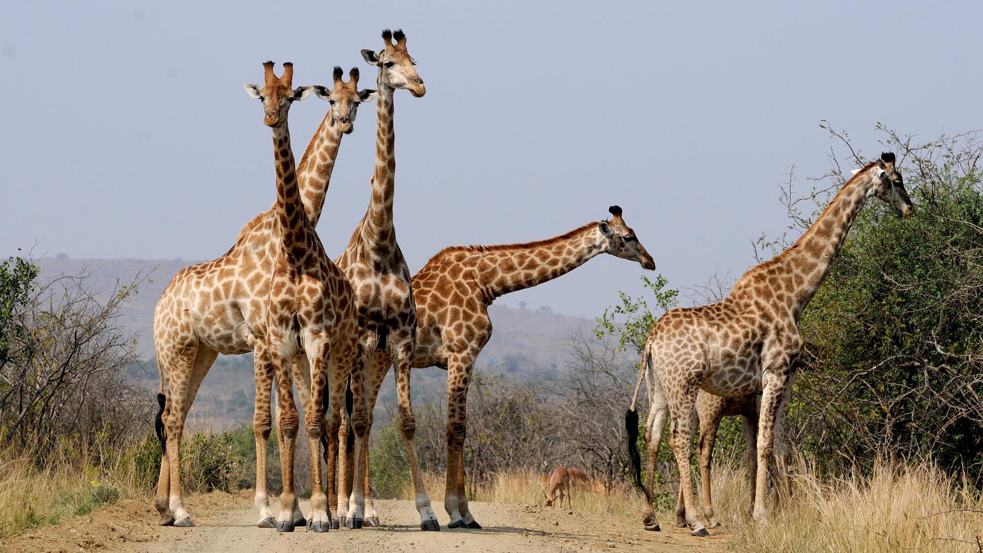 小知识:长颈鹿脖子有多少米(长颈鹿是地球上最高大的陆上动物)