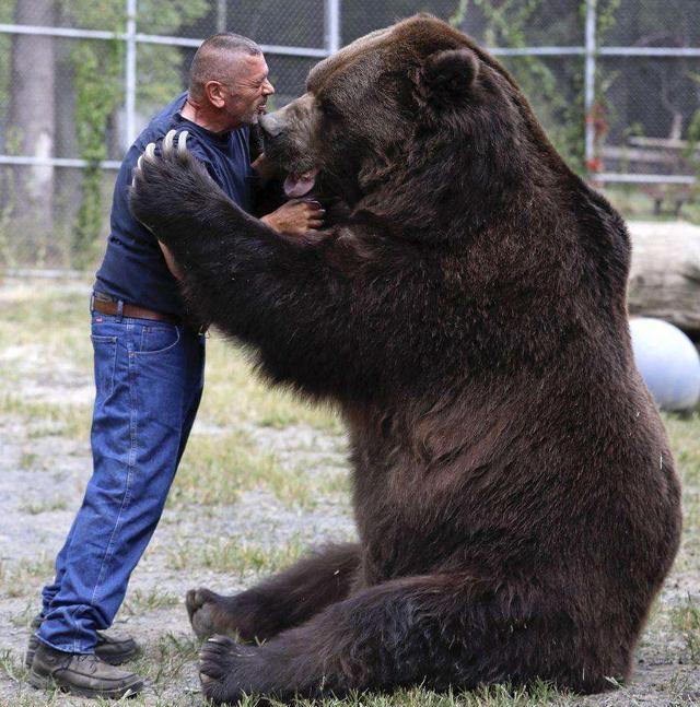 小知识:世界上最大的熊是哪种熊(最大的北极熊三米多长吗)