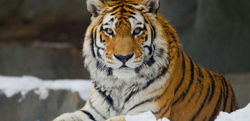 800公斤史上最大的老虎图片