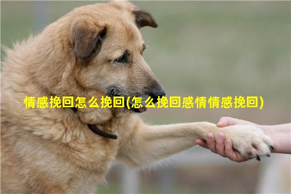 情感挽回怎么挽回(怎么挽回感情情感挽回)