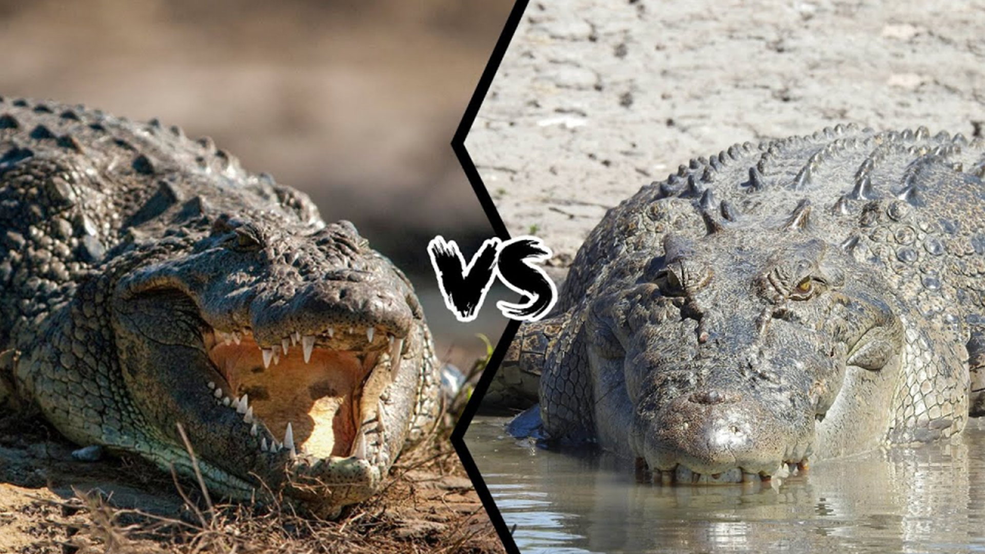 湾鳄vs尼罗鳄湾鳄和尼罗鳄谁才是真正的鳄鱼之王