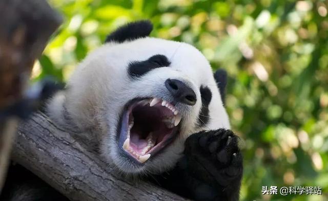 大熊猫为啥称为食铁兽?