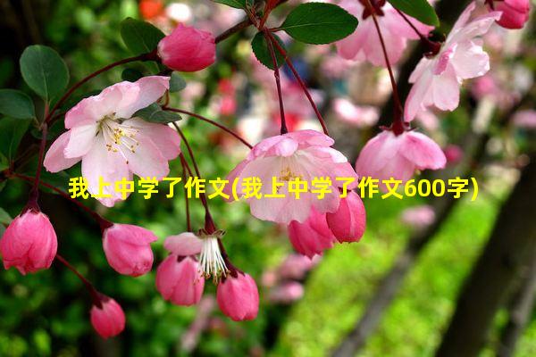 我上中学了作文(我上中学了作文600字)干货分享