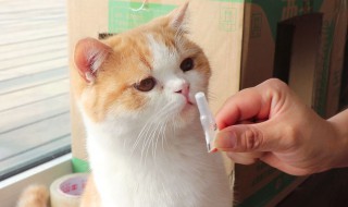 猫咪体外驱虫的正确方法 关于猫咪体外驱虫的正确方法