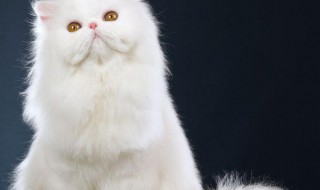 波斯猫为什么不能养 波斯猫不能养的原因