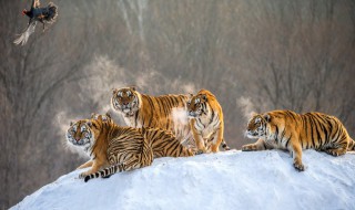 什么是国家三有野生保护动物 国家三有野生保护动物名录何时制定的