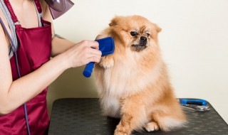 养博美犬要注意什么 养博美犬要注意什么细节