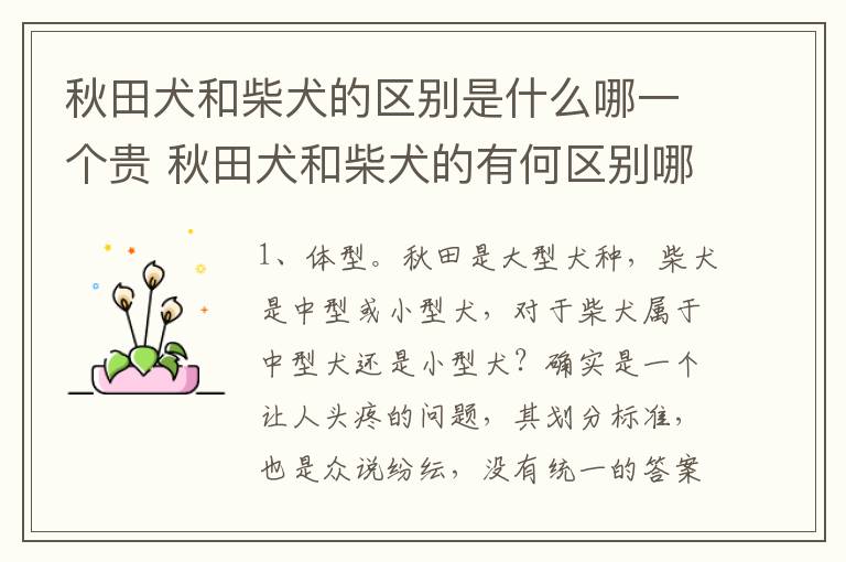 秋田犬和柴犬的区别是什么哪一个贵 秋田犬和柴犬的有何区别哪一个贵