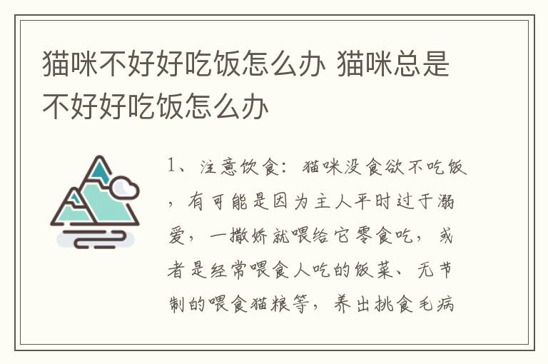 猫咪不好好吃饭怎么办 猫咪总是不好好吃饭怎么办