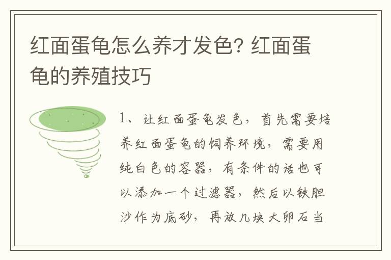 红面蛋龟怎么养才发色? 红面蛋龟的养殖技巧