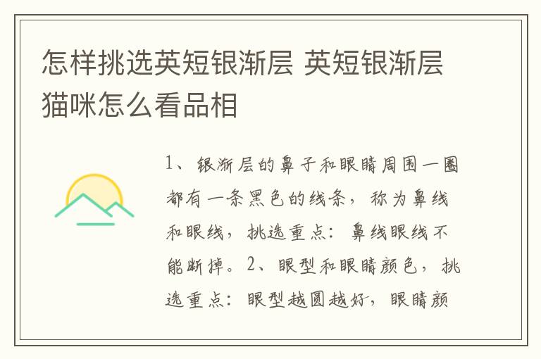 怎样挑选英短银渐层 英短银渐层猫咪怎么看品相