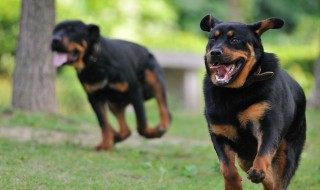 公犬名字大全霸气 公犬霸气名字大全推荐