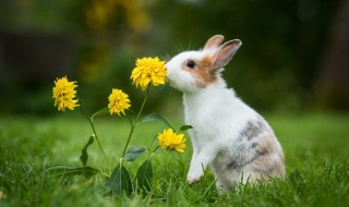 母兔吃花生需要煮熟吗（兔子能吃煮熟的花生吗）