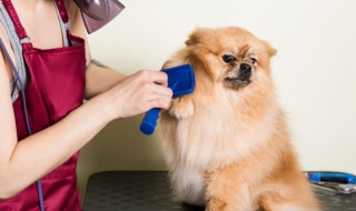 博美犬怀孕期间吃什么食物好 博美犬怀孕期间吃什么