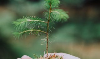 翡翠矿山植物长什么（翡翠矿山植物长什么样图片）